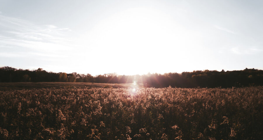 A picture of a shadowy corn field, surrounded by trees, with the sun low on the horizon